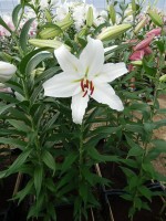 [4326 Constanta 2N VZ No01.JPG]